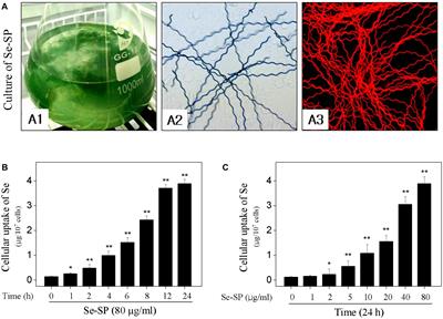 Selenium-Containing Protein From Selenium-Enriched Spirulina platensis Attenuates Cisplatin-Induced Apoptosis in MC3T3-E1 Mouse Preosteoblast by Inhibiting Mitochondrial Dysfunction and ROS-Mediated Oxidative Damage